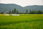 田野