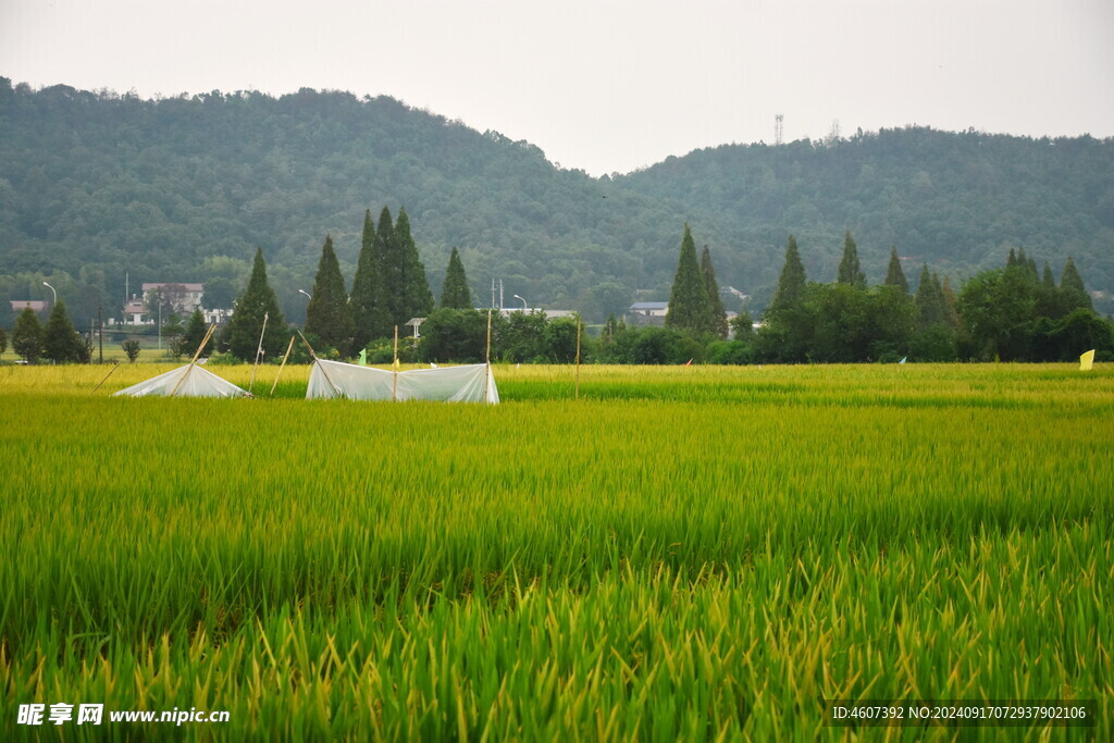 田野