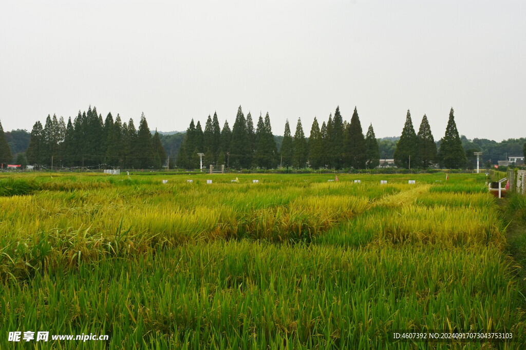 水稻科研基地