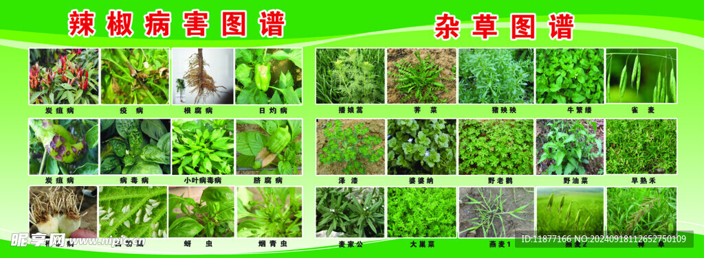 辣椒病害图谱 杂草图谱