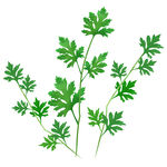 艾草分层图标图形卡通植物