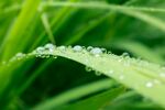 露水