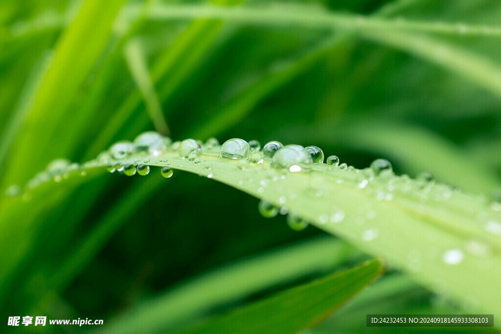 露水