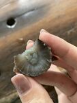海参