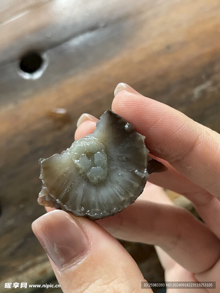 海参