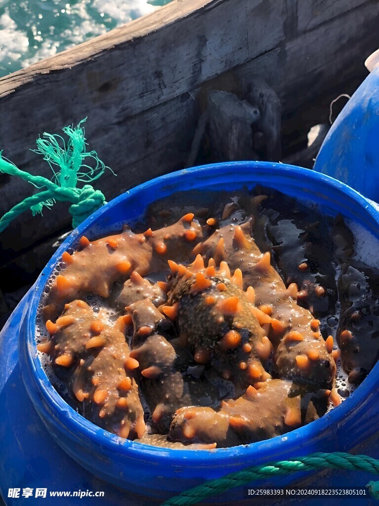 海参