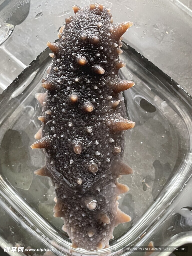 海参