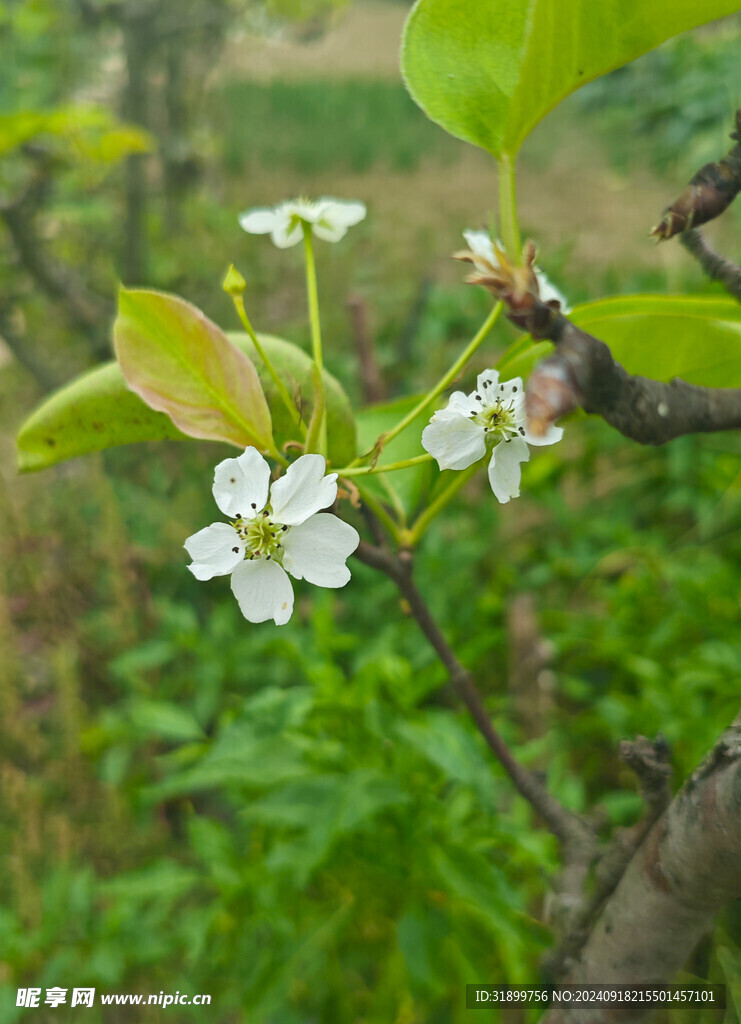 梨花