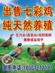 出售土鸡