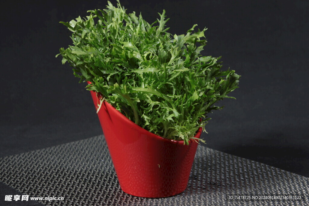 苦菊