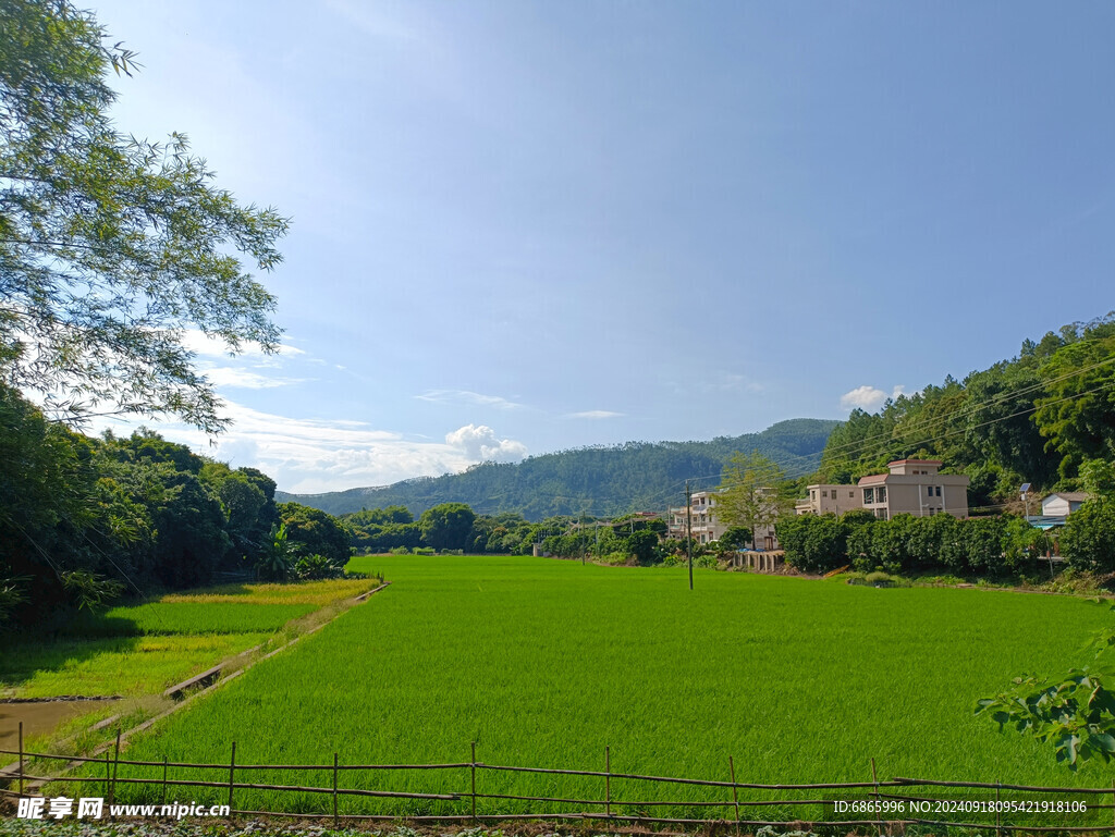 乡村稻田