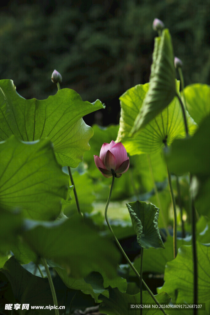 红莲花 