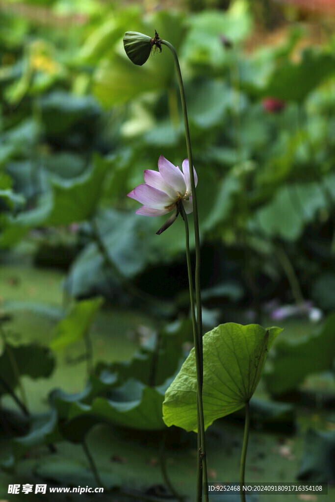 荷花池 