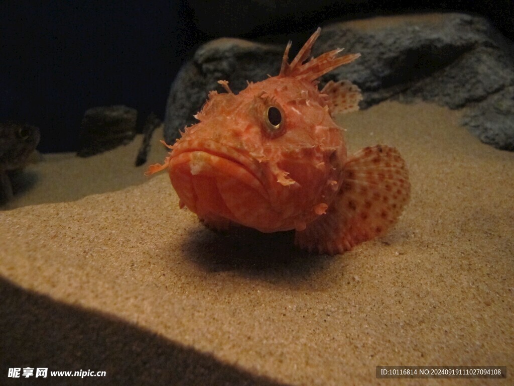 观赏鱼
