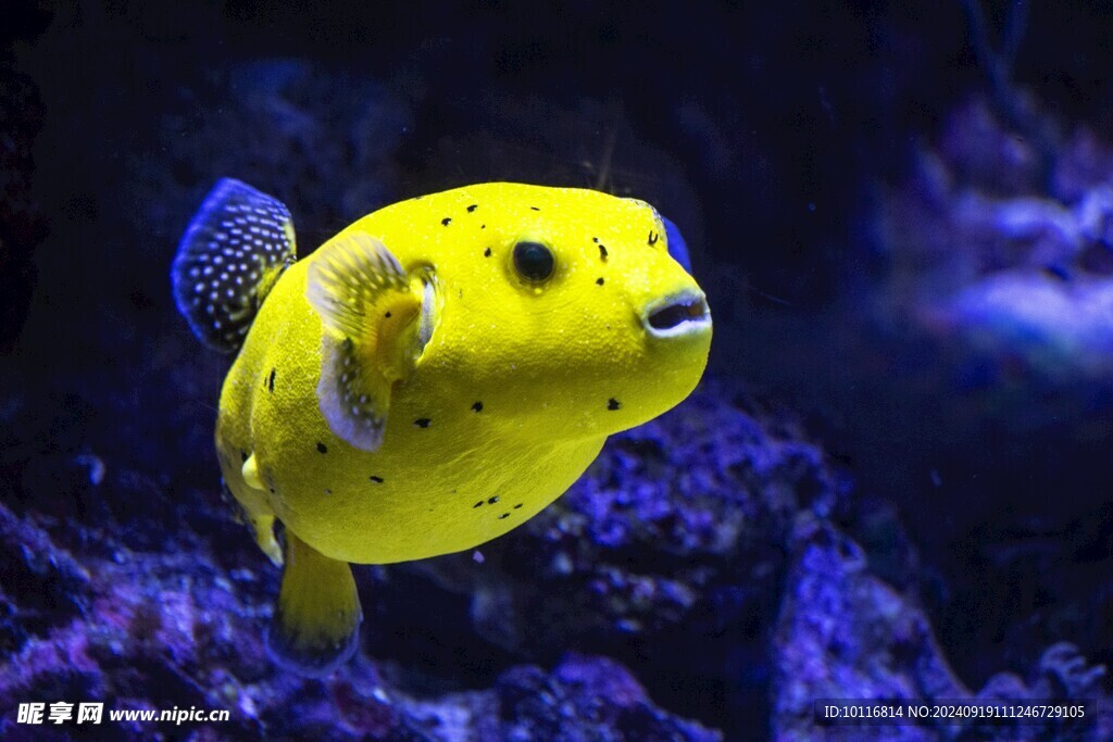 水族馆黄鱼