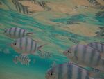 热带深海鱼