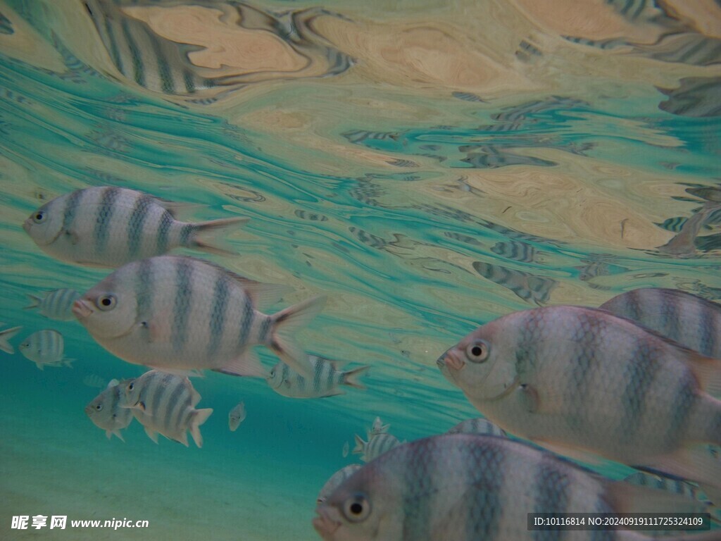 热带深海鱼