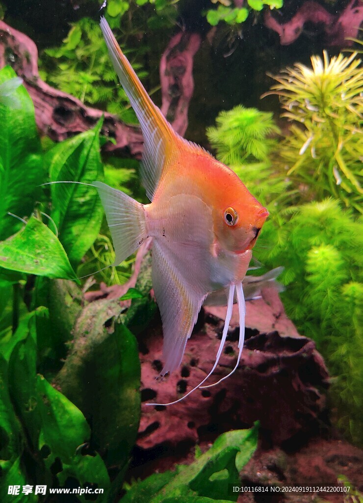 潜水观赏鱼