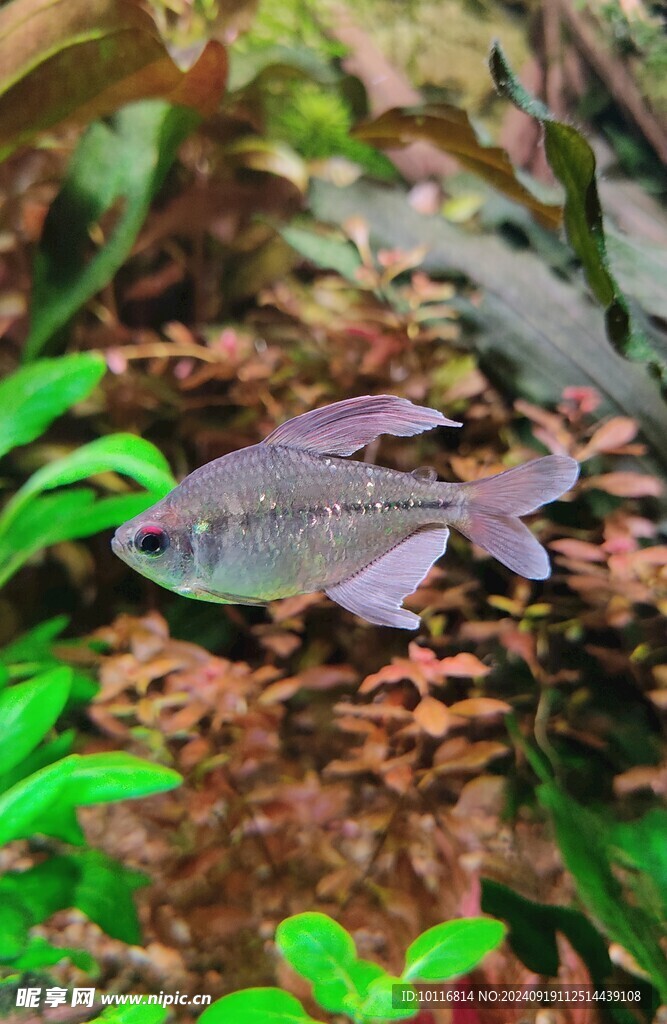 淡水观赏鱼