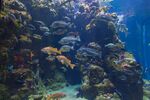 水族馆鱼群