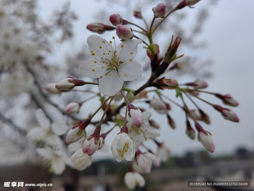 樱花