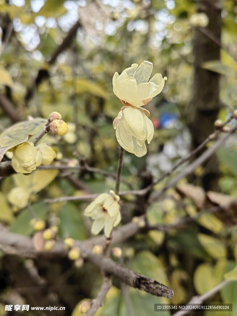 腊梅花