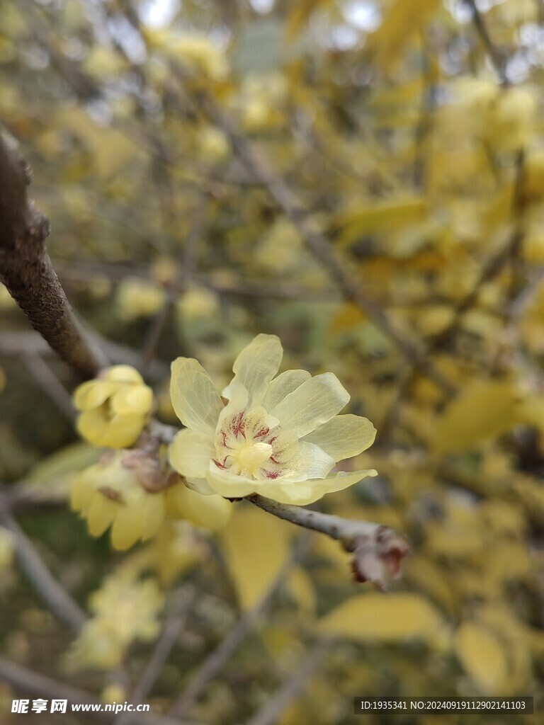 腊梅花