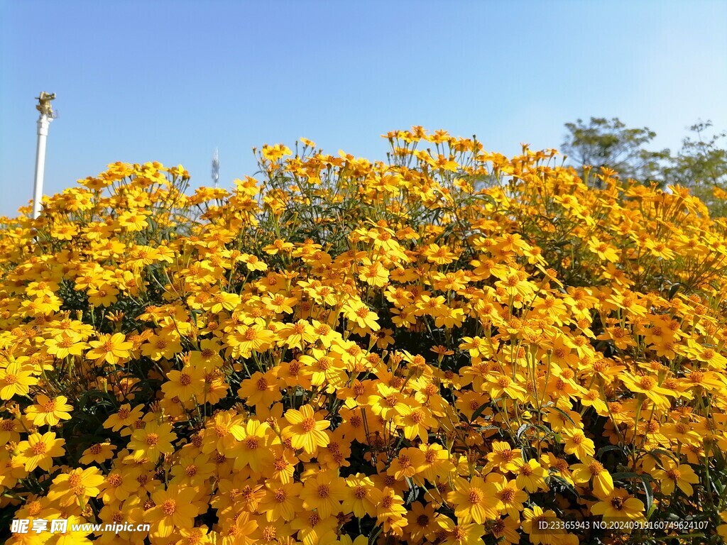 芳香万寿菊