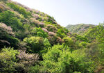 秦岭凤凰山