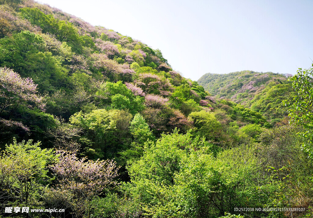 秦岭凤凰山