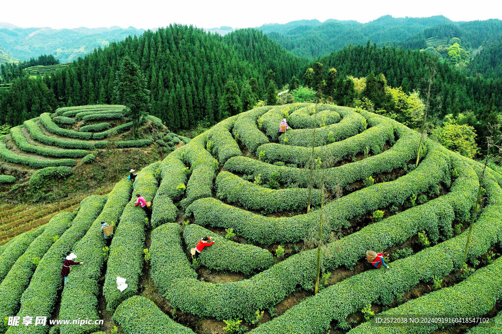 蒙顶山