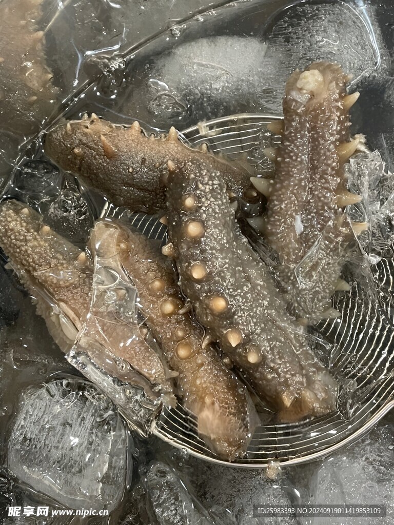 海参