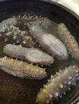 海参 