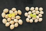白果仁