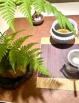 茶案