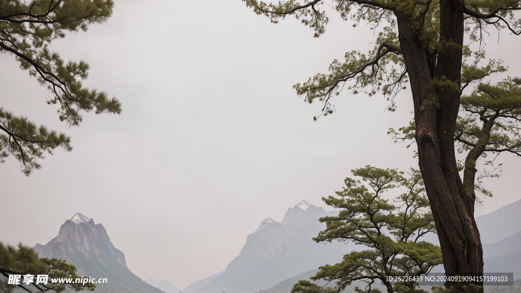 高山树木