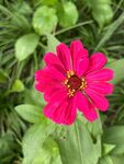 百日菊