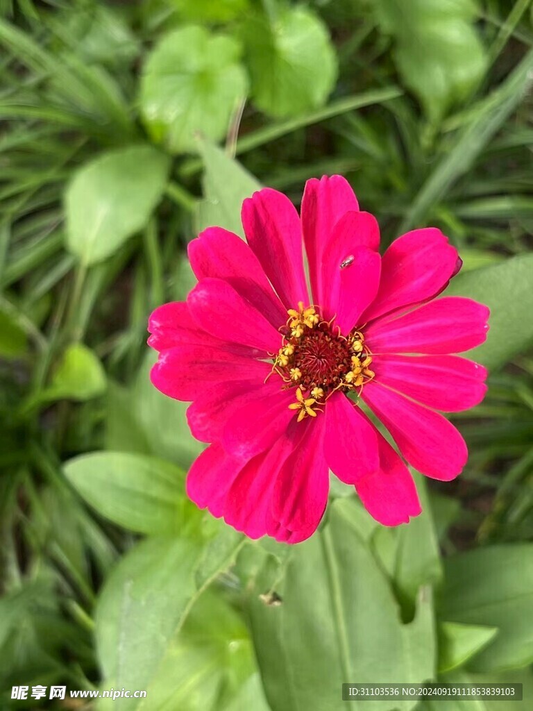 百日菊