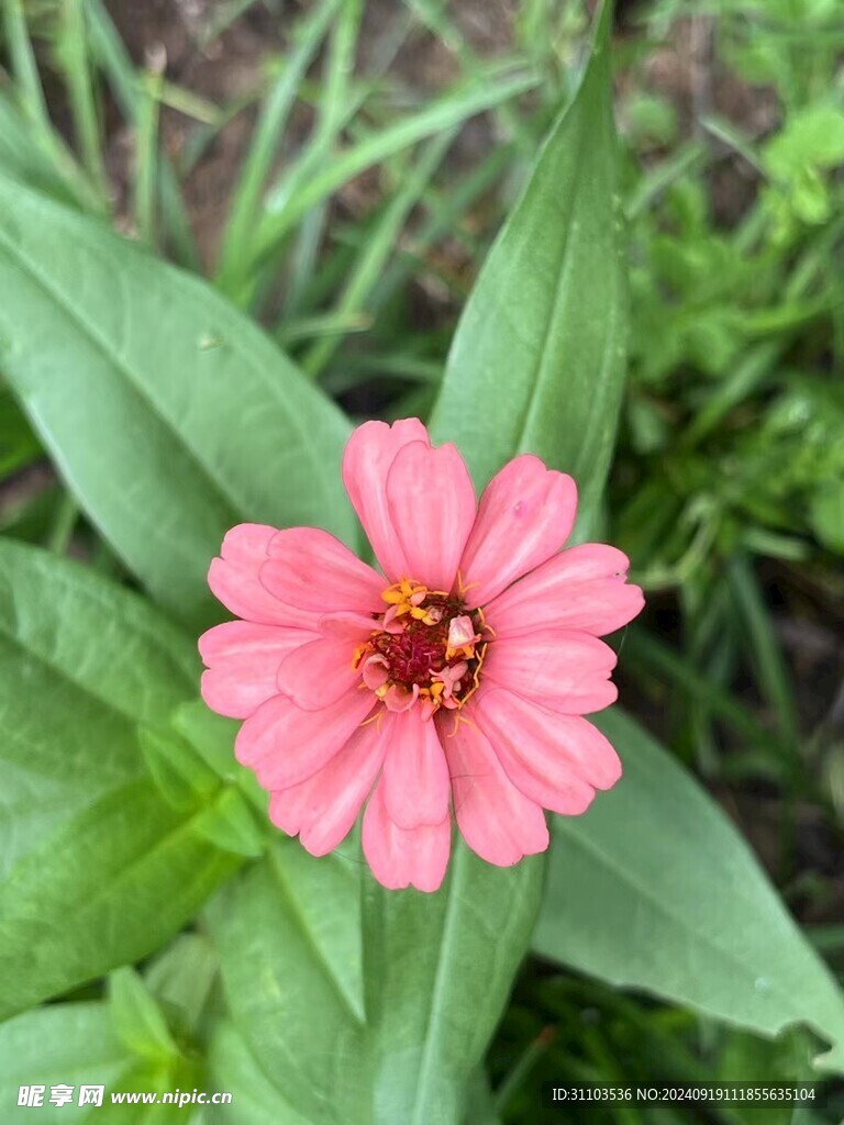 百日菊