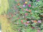 百日菊