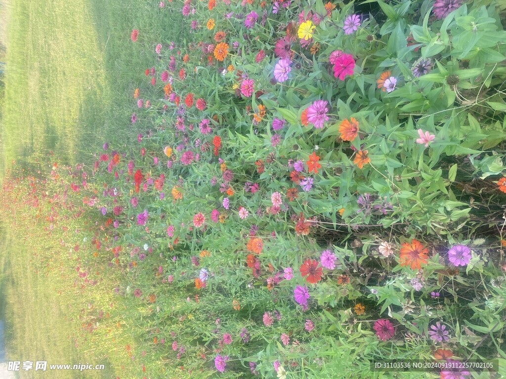 百日菊