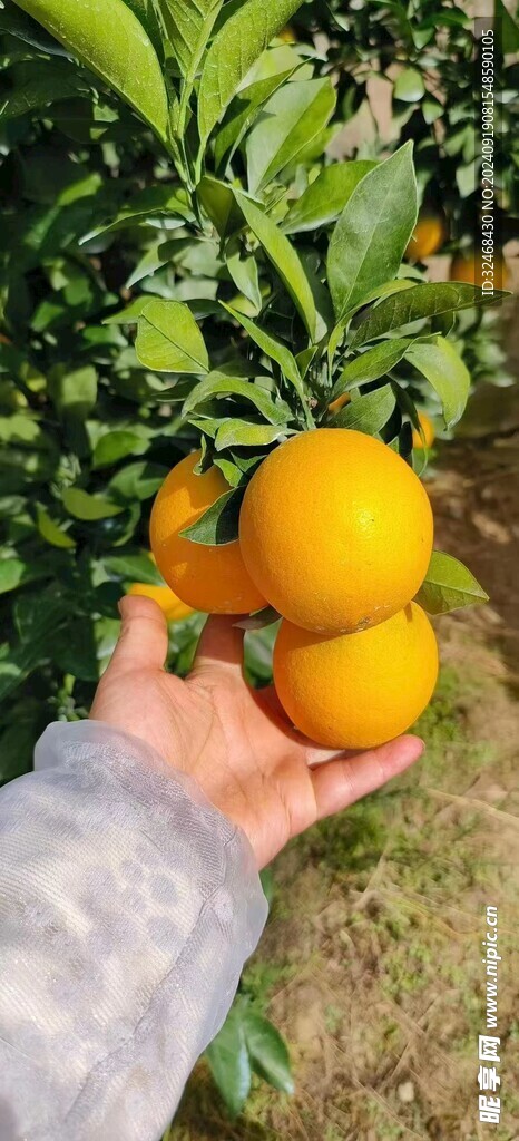 脐橙