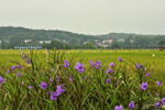 田野小景