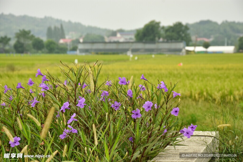 田野