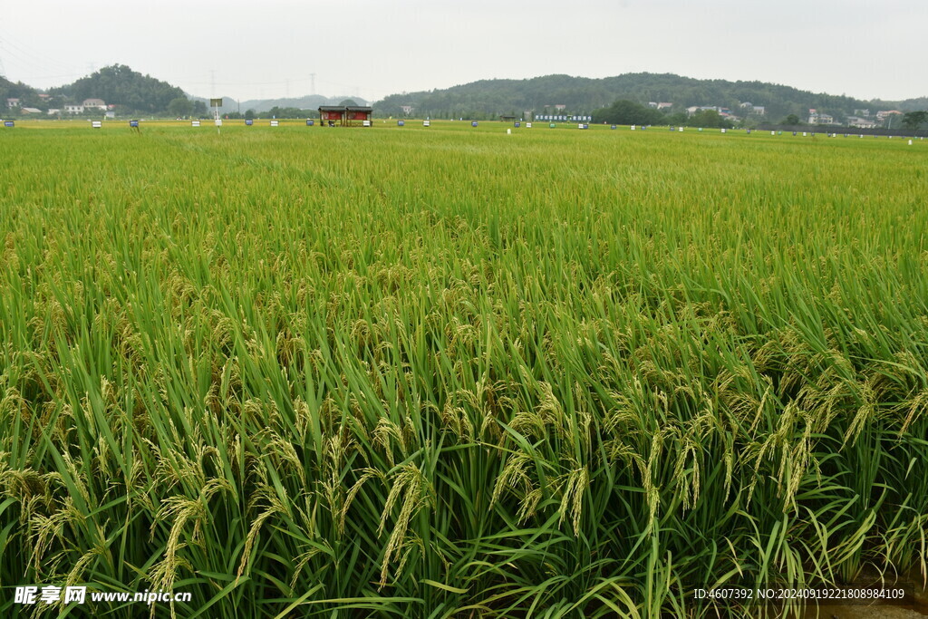 田野