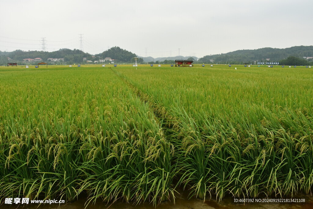 美丽的田野