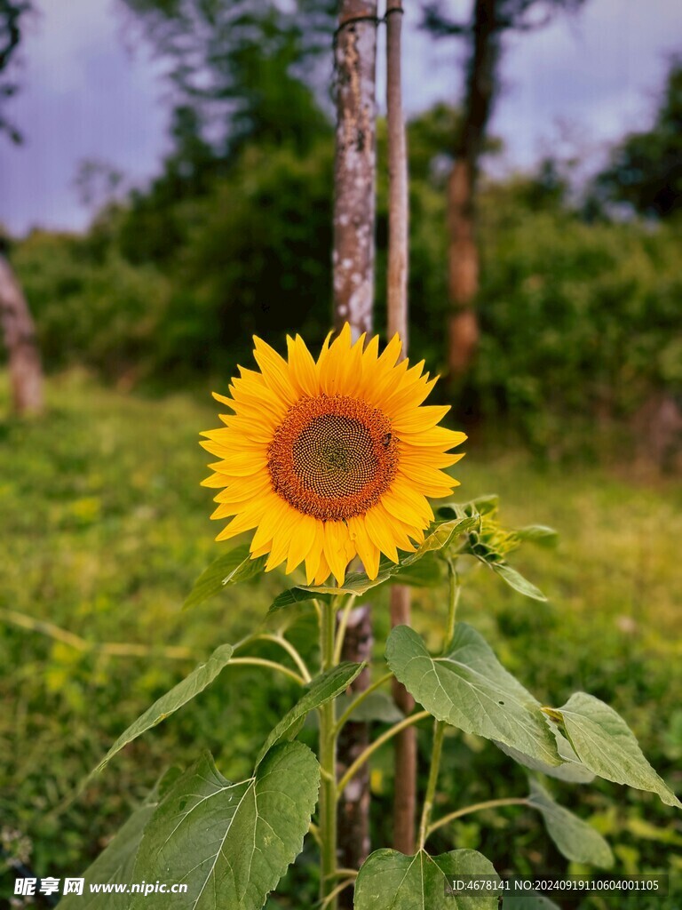 向日葵