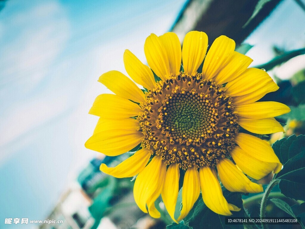 向日葵