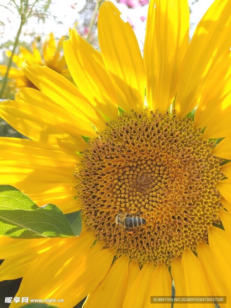 向日葵