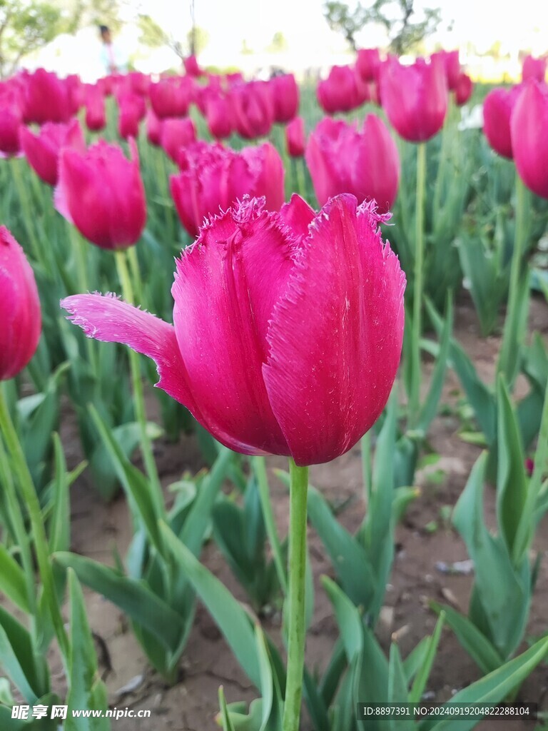 郁金香